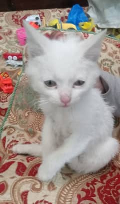 Persian cat