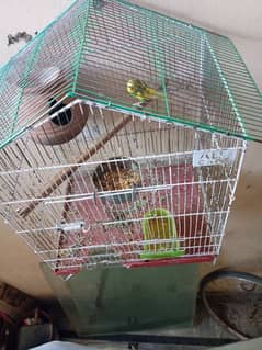 with cage Australian parrot breeder pair docks diye hue hain