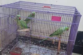 Breeder pair + one baby parrot (male)