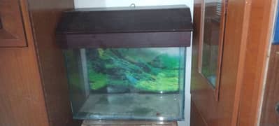 Fish Aquarium