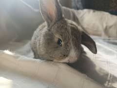 lop male bunny