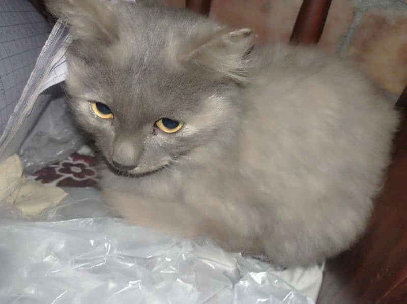 Persian Female cat 2