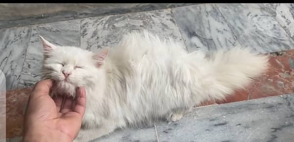 Persian cat Male triple code 0