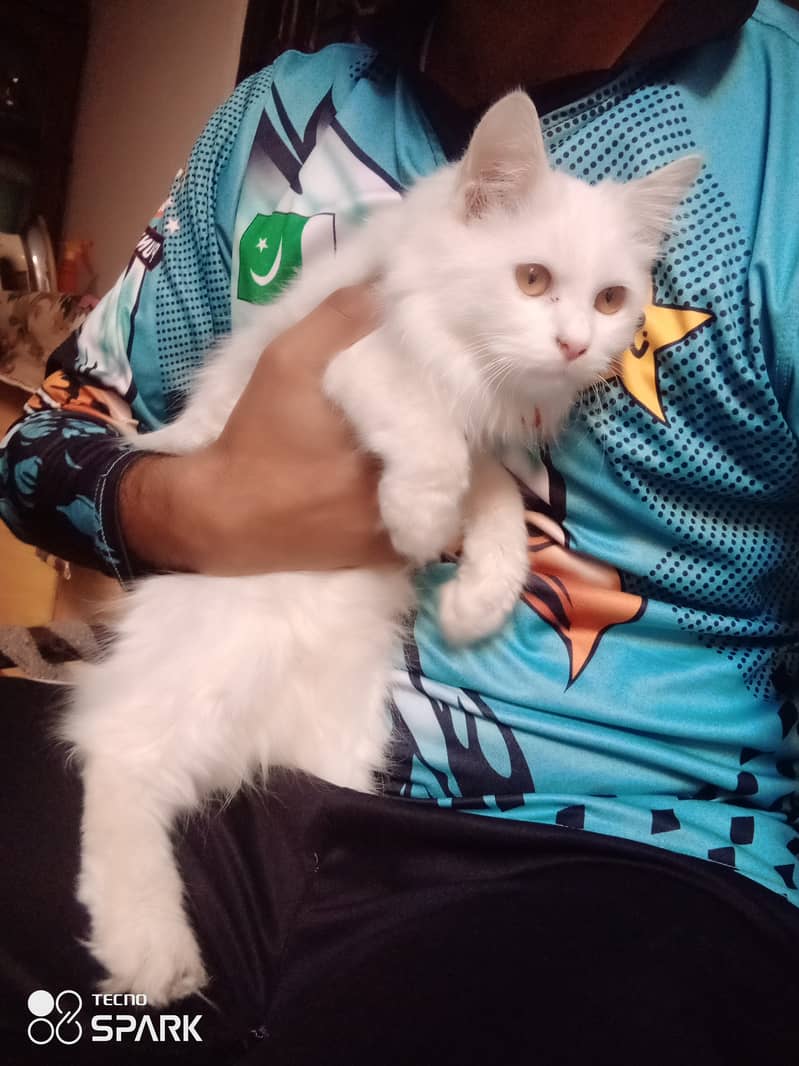 Persian cat Male triple code 2