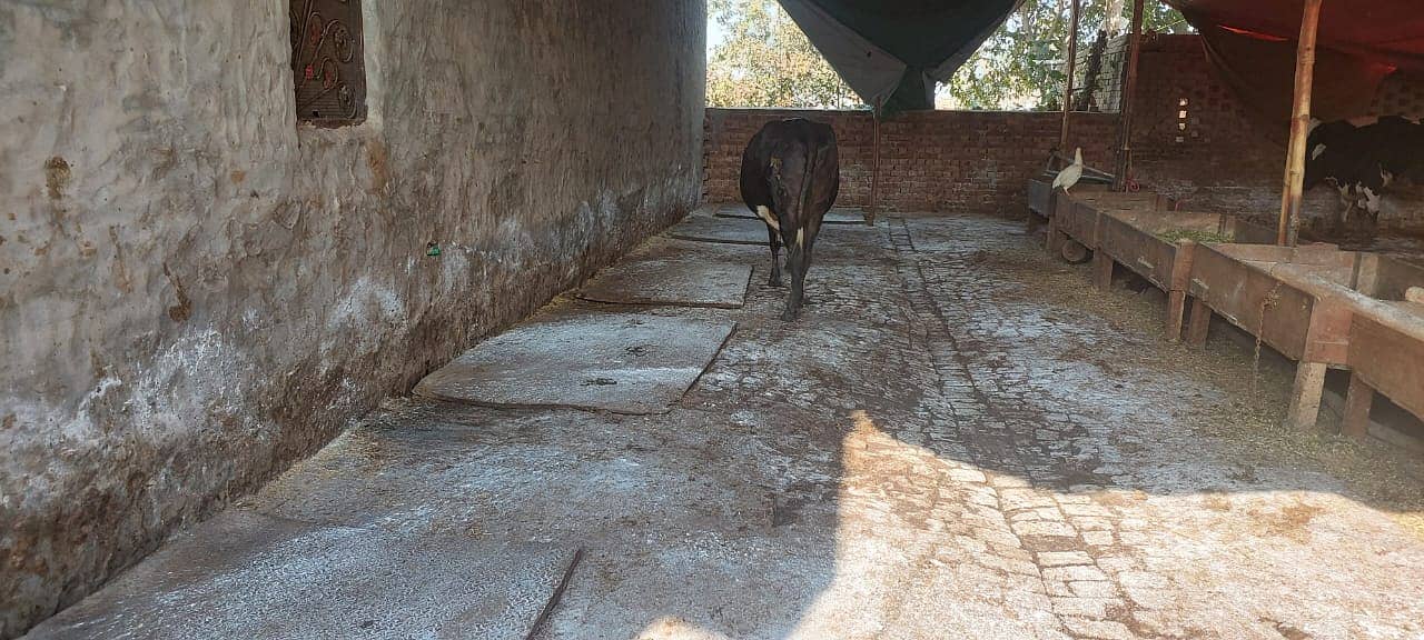 Dairy Farm for sale in lahore with animals, brand name and customers 17