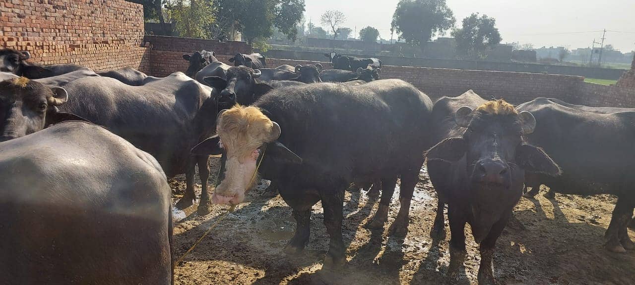 Dairy Farm for sale in lahore with animals, brand name and customers 6