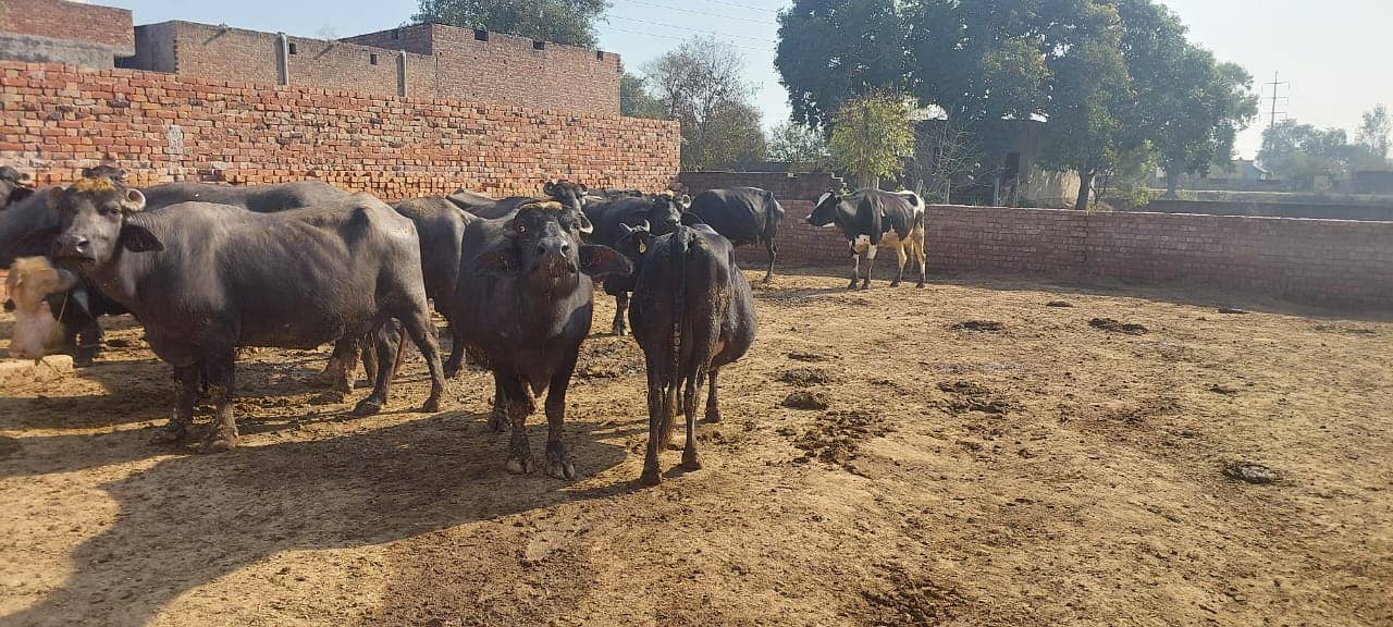 Dairy Farm for sale in lahore with animals, brand name and customers 5