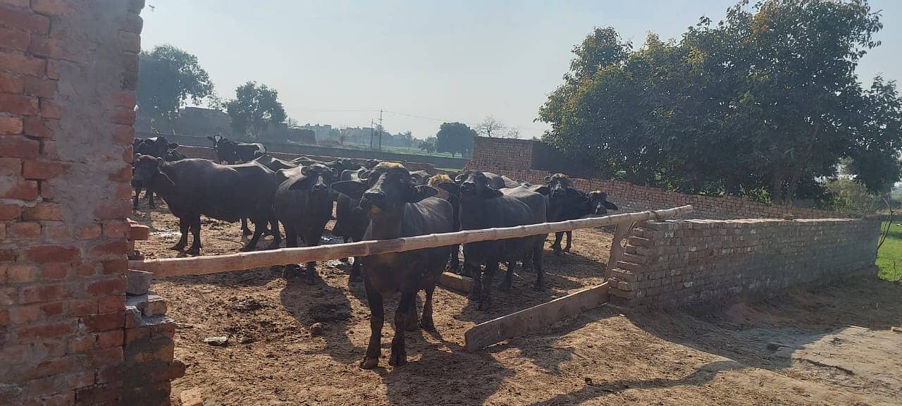 Dairy Farm for sale in lahore with animals, brand name and customers 6