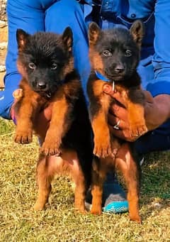 Shepherd Double coat pair for sale / German Shepherd Puppies