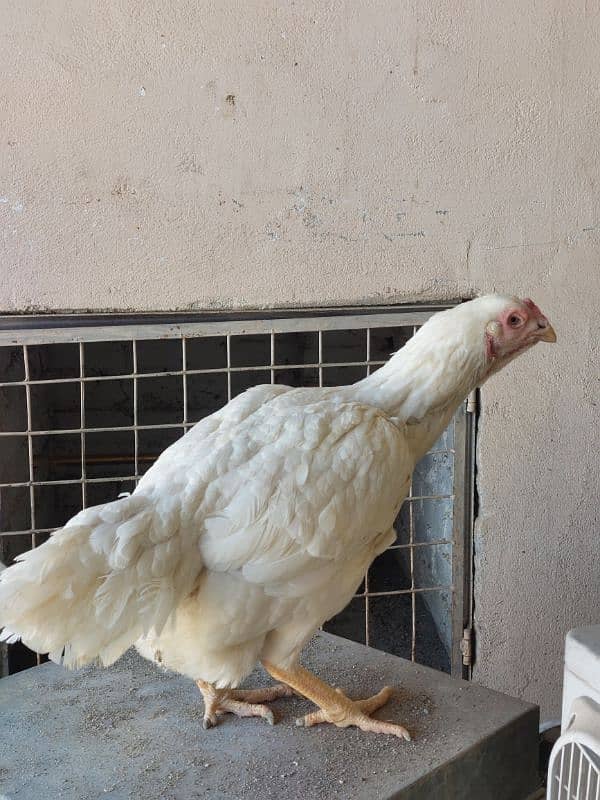 Top Quality Paper White Heera female 7