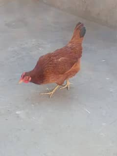 1 egg laying hen