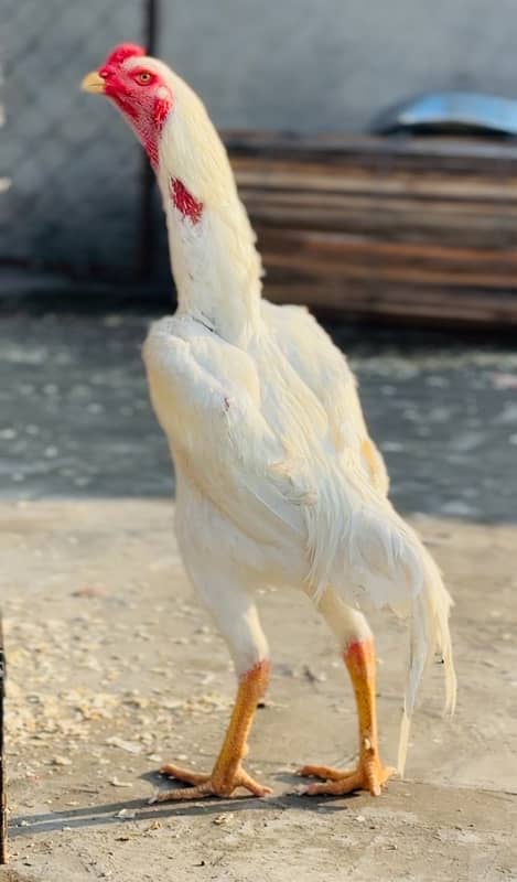 pure shamoo breed chick and eggs available 1