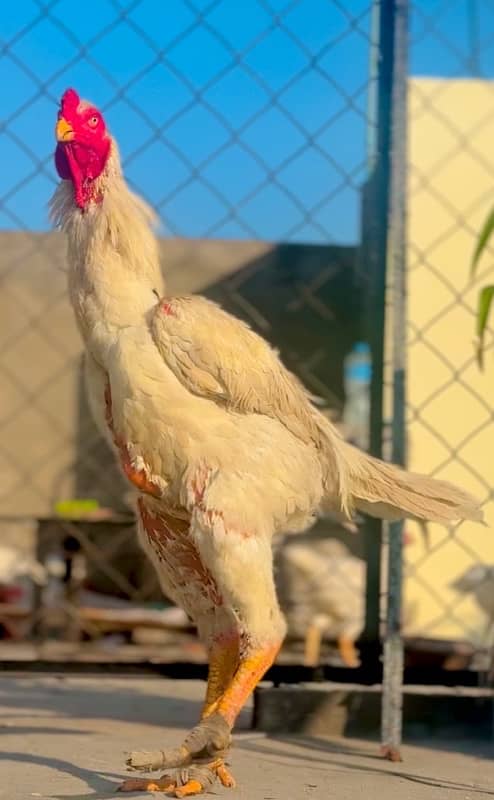 pure shamoo breed chick and eggs available 2