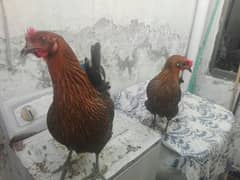 2 big size hen 2no eggs daiti hen 03029884120 call what's app