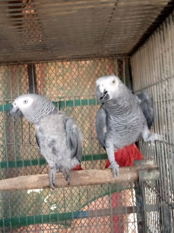 Gray paroot pair /03152248124 0