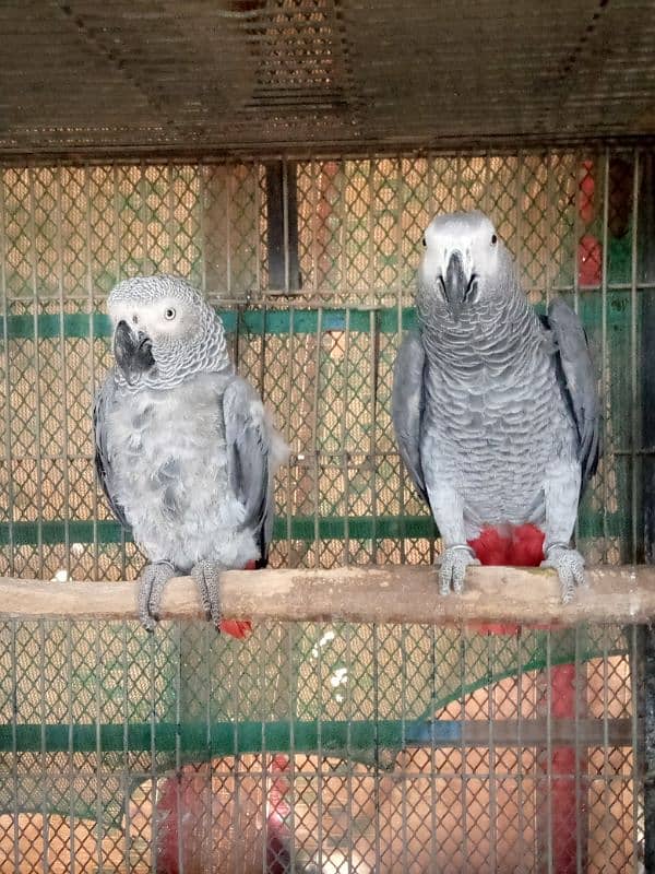 Gray paroot pair /03152248124 1