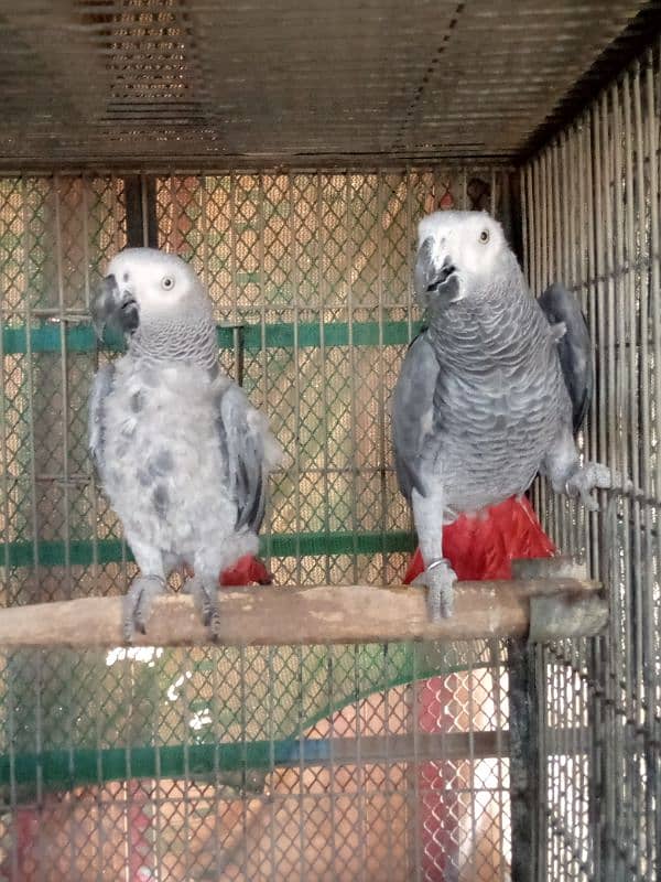 Gray paroot pair /03152248124 2