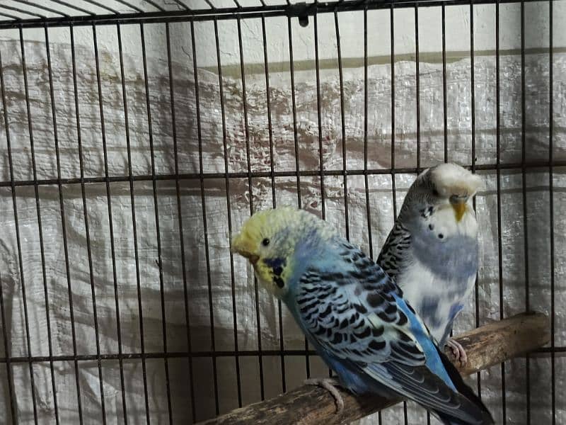 king crusted budgies 0