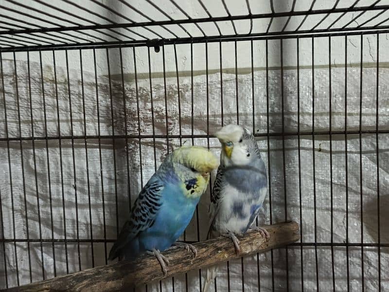 king crusted budgies 1