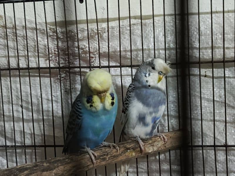 king crusted budgies 2