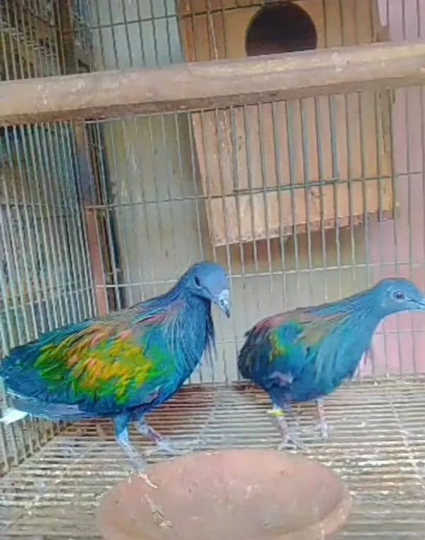 NICOBAR PEGION PAIR/03152248124 0