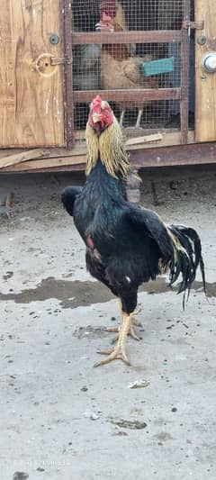 Aseel Breeder pair and patha for sale