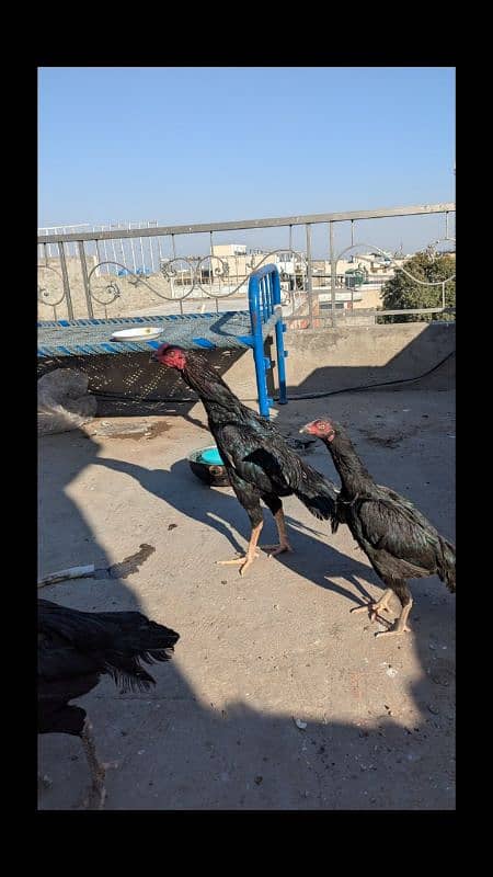 Aseel Breeder pair and patha for sale 2