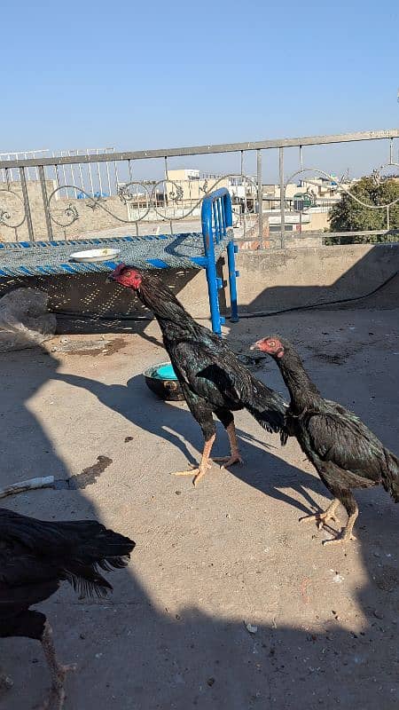 Aseel Breeder pair and patha for sale 3