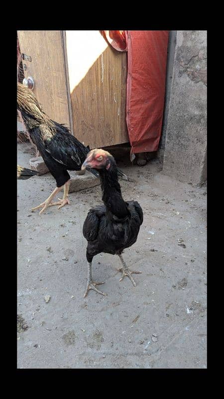 Aseel Breeder pair and patha for sale 6