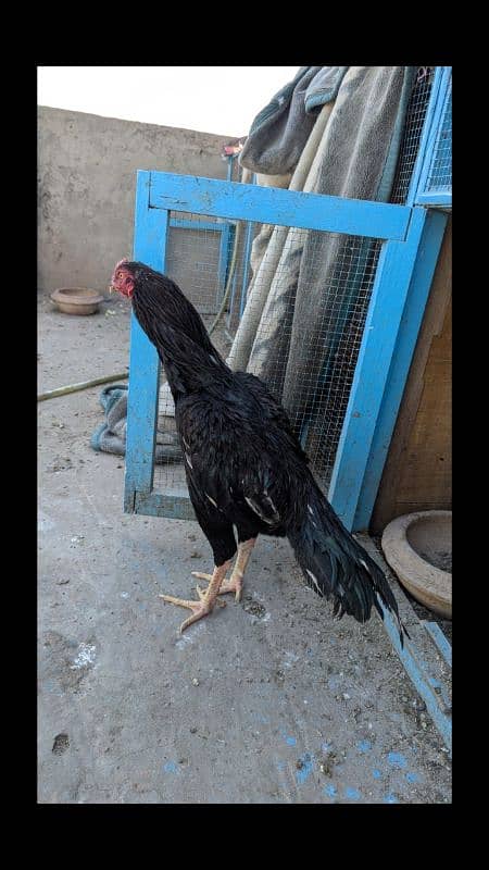 Aseel Breeder pair and patha for sale 10