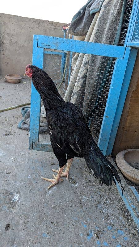 Aseel Breeder pair and patha for sale 11