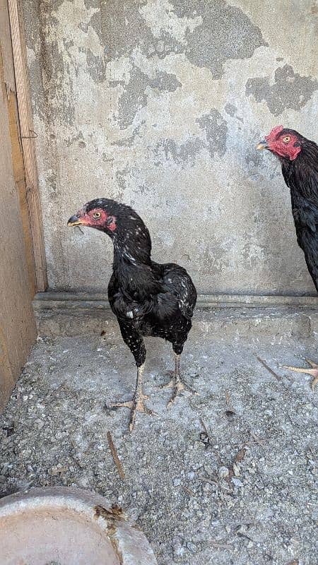 Aseel Breeder pair and patha for sale 16