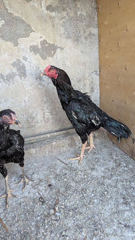 Aseel Breeder pair and patha for sale 17