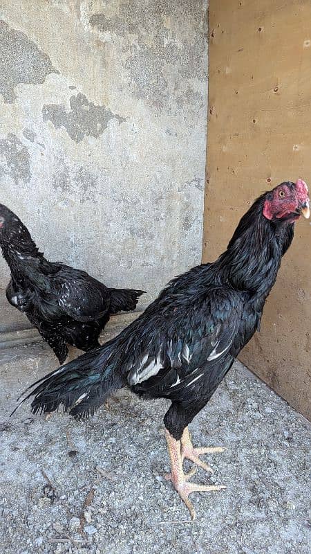 Aseel Breeder pair and patha for sale 18