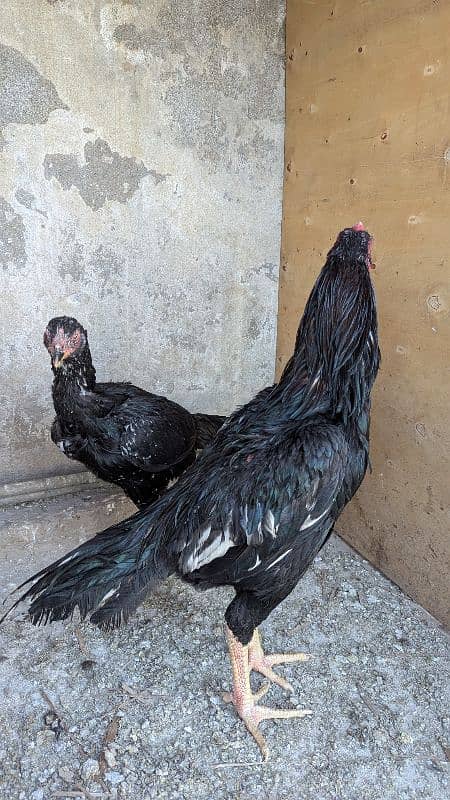 Aseel Breeder pair and patha for sale 19