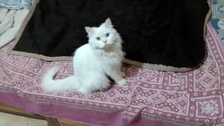 pure persian cat blue eyes