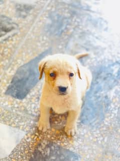 British labrador female puppies available for sale