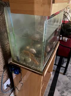 Fish Aquarium setup