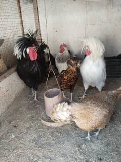 Fensi hens