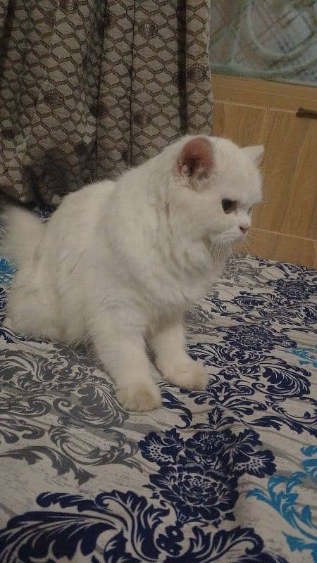 white Persian cat 0