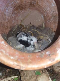 rabbits 2 weeks old , 1 month old and 2 months old