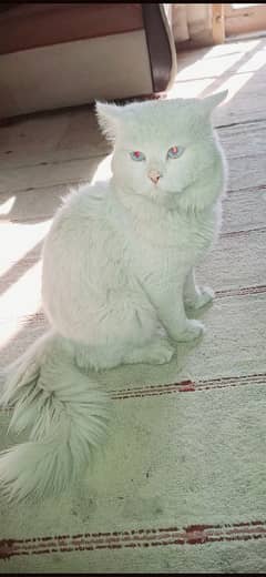 Persian male cat