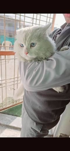 Persian male cat