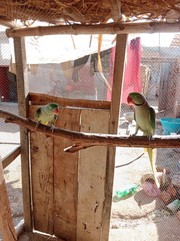 raw parrot pair 4