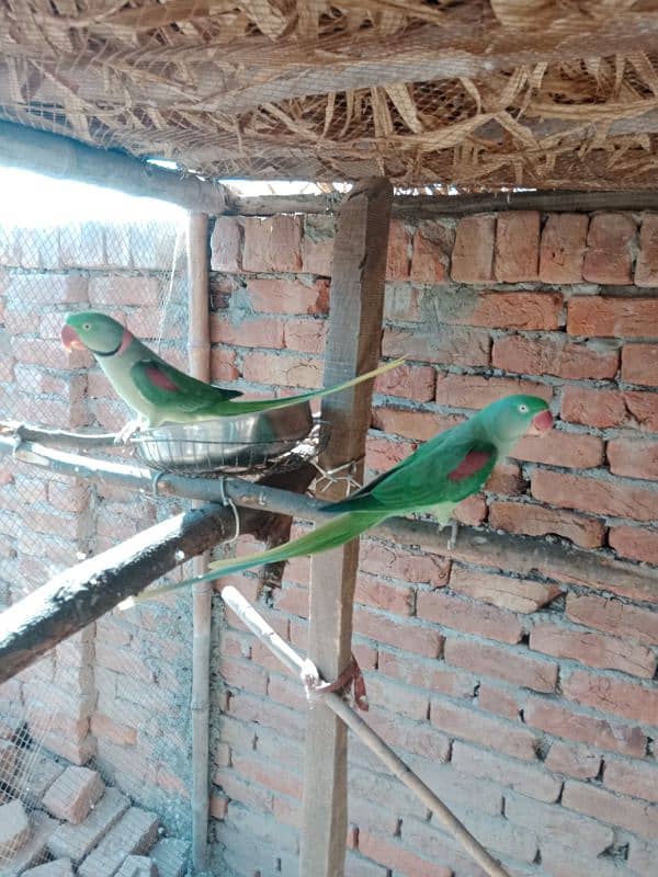 raw parrot pair 6