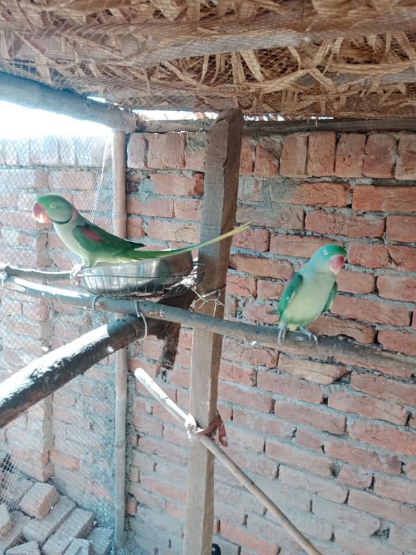 raw parrot pair 7