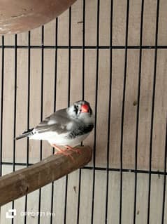 Finch pair for sale