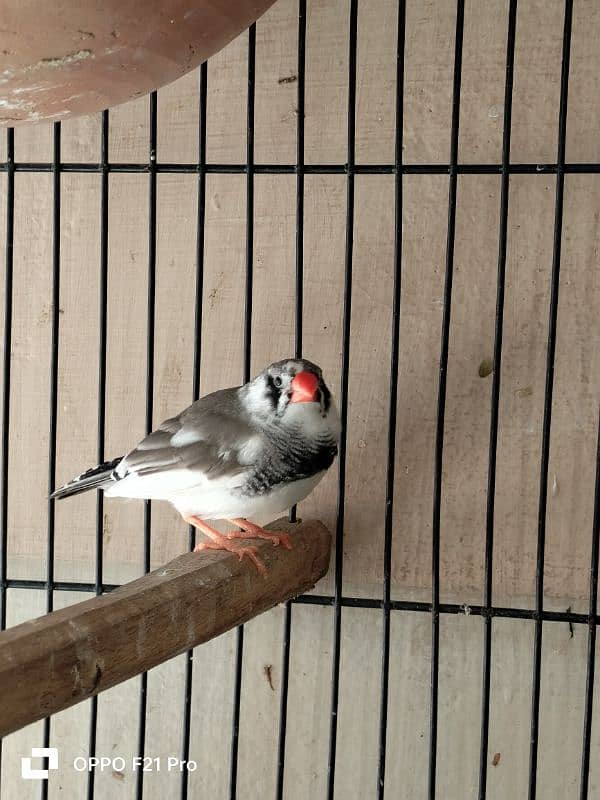 Finch pair for sale 0