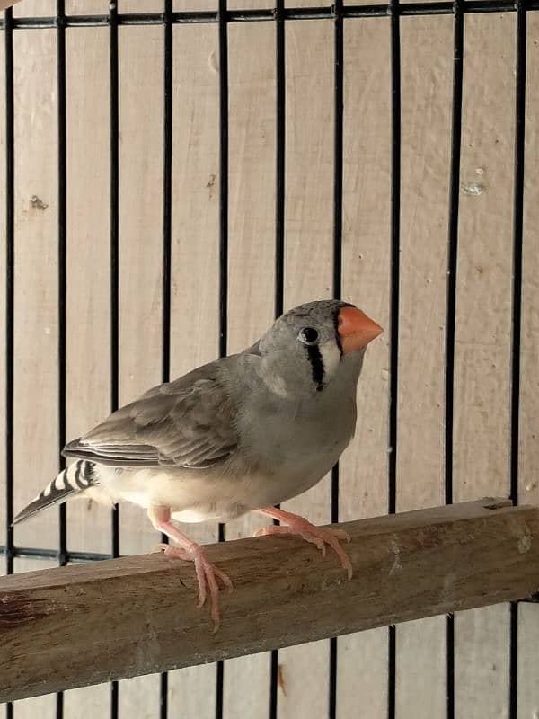 Finch pair for sale 2