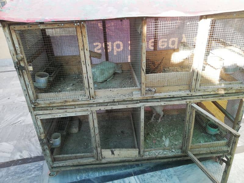 Aseel special cage for sale move able cage 2